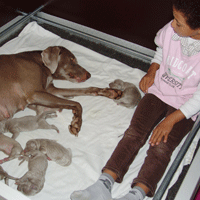 weimaraner puppy