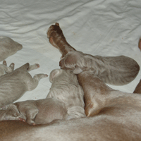 weimaraner puppy