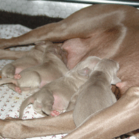 weimaraner puppy