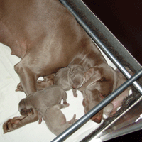 weimaraner puppy