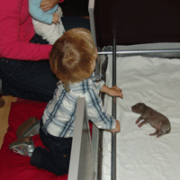weimaraner puppy