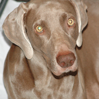 weimaraner puppy