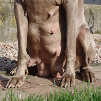 weimaraner puppy