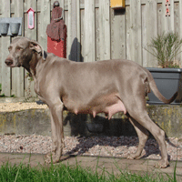 weimaraner puppy