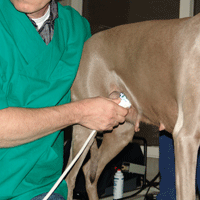 weimaraner puppy
