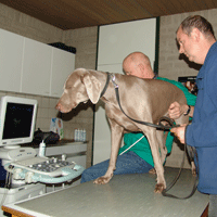 weimaraner puppy