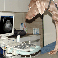 weimaraner puppy