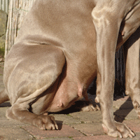 weimaraner puppy