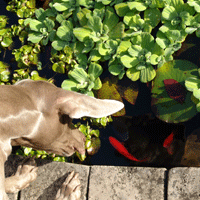 weimaraner puppy