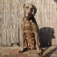weimaraner puppy