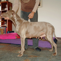 weimaraner puppy