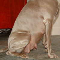 weimaraner puppy
