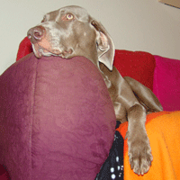 weimaraner puppy
