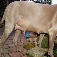 weimaraner puppy