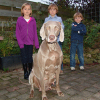 weimaraner puppy