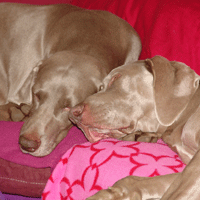 weimaraner puppy
