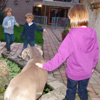 weimaraner puppy 