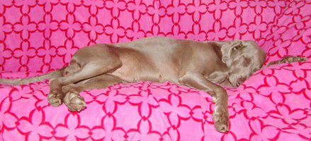weimaraner