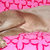weimaraner