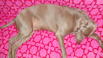 weimaraner