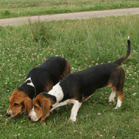 basset