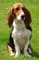 basset
