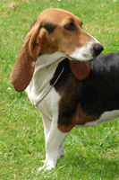 basset