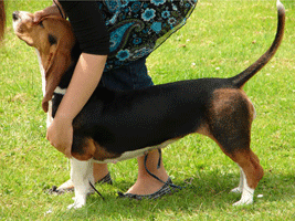 basset