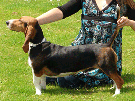 basset