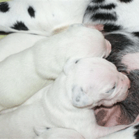 dalmatier puppy