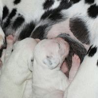 dalmatier puppy