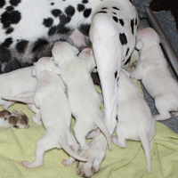 dalmatier puppy