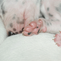 dalmatier puppy