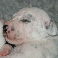 dalmatier puppy