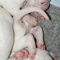 dalmatier puppy