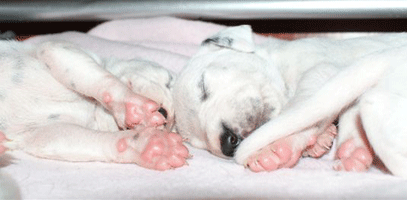 dalmatier puppy