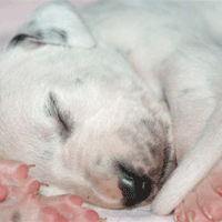 dalmatier puppy