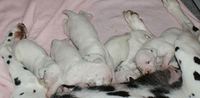dalmatier puppy