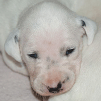 dalmatier puppy