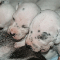 dalmatier puppy
