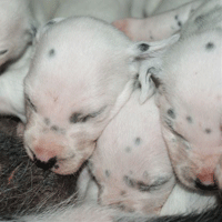 dalmatier puppy