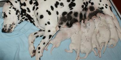 dalmatier puppy