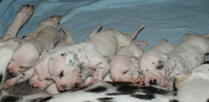 dalmatier puppy