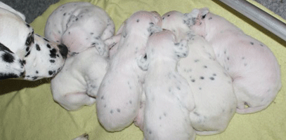 dalmatier puppy
