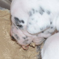 dalmatier puppy