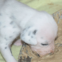 dalmatier puppy