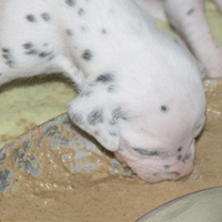 dalmatier puppy