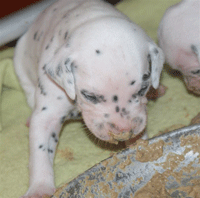 dalmatier puppy
