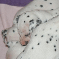dalmatier puppy