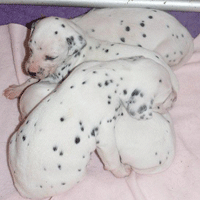 dalmatier puppy